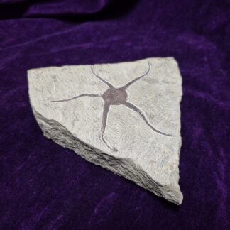 Fossilized Starfish