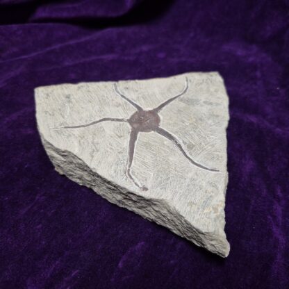 Fossilized Starfish